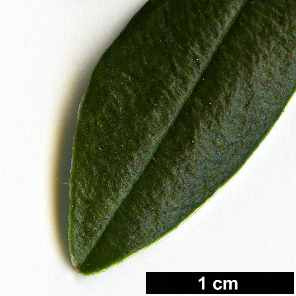 High resolution image: Family: Thymelaeaceae - Genus: Daphne - Taxon: tangutica